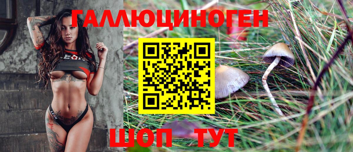 Галлюциногенные грибы Psilocybe Усть-Джегута